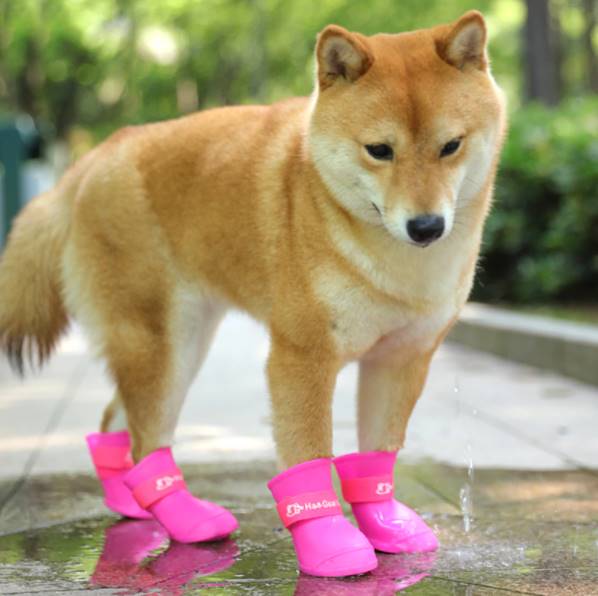 Botas para mascota / Dog rainy boots